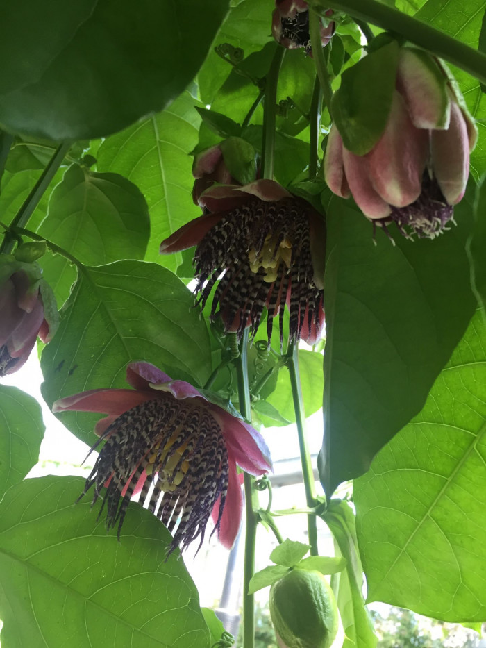 시계초 - passion flower, Passiflora caerulea