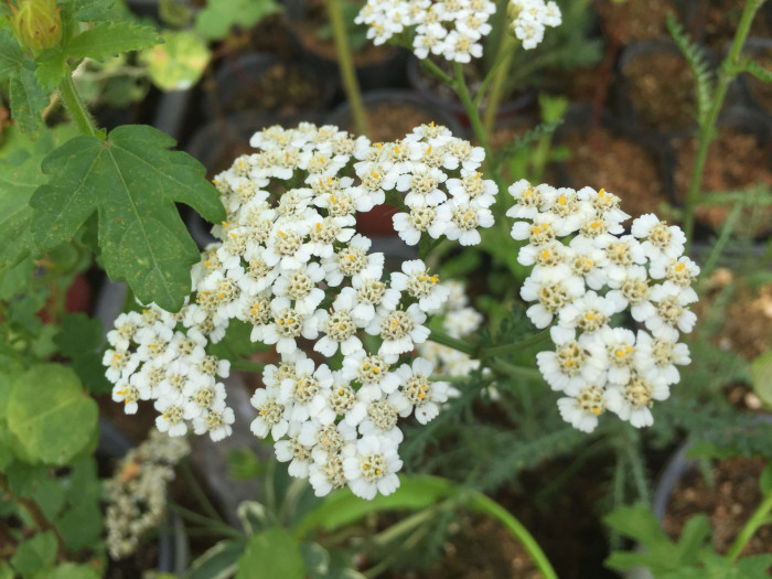 톱풀 - Yarrow, Achillea alpina L.