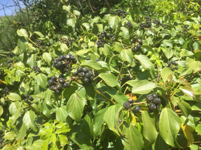 송악 - Japanese Evergreen Ivy, Hedera rhombea (Miq.) Bean