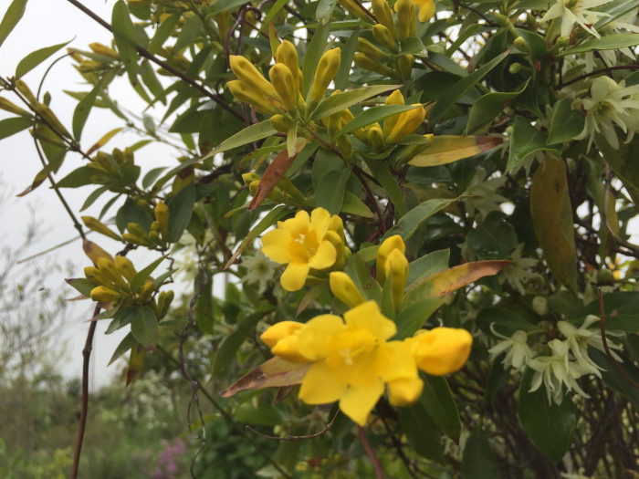 개나리자스민 - Carolina jasmine, Gelsemium sempervirens (L.) J.St.-Hil