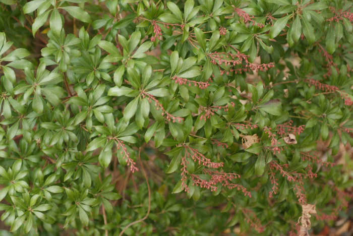 마취목 - Japanese andromeda, Japanese pieris,Dwarf Lilly-of-the-Valley Shrub, Pieris japonica