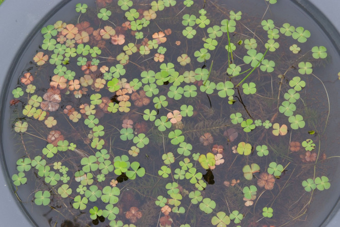 네가래 - Colony of Marsilea quadrifolia, Marsilea quadrifolia L.