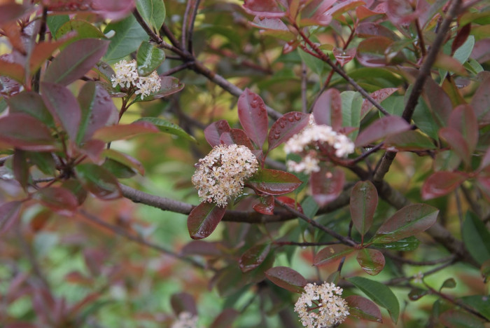 홍가시나무 - Red Robin, Photinia glabra (Thunb.) Maxim.