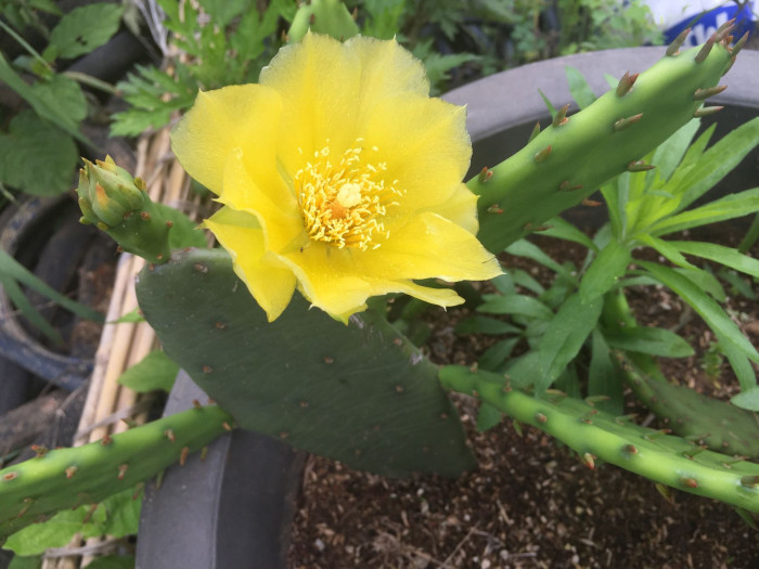 백년초 - Opuntia ficus-india L var. saboten Makino