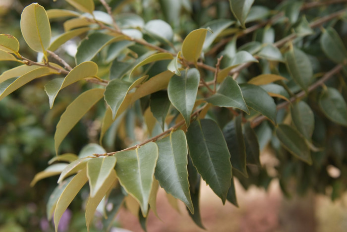 구실잣밤나무 - Castanopsis sieboldii (Makino) Hatus.