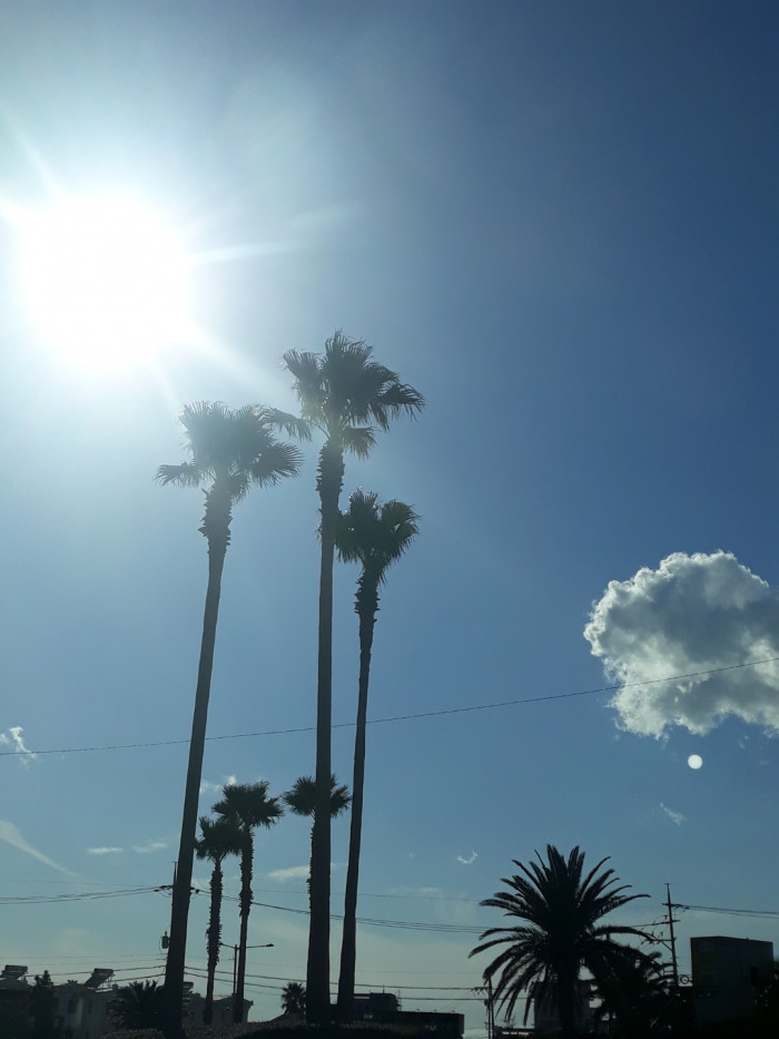 워싱턴야자 - Washington palm, California Fan Palm, Washingtonia filifera