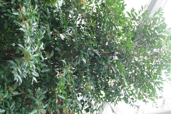 아왜나무 - Japanese Viburnum, Viburnum odoratissimum Ker Gawl. var. awabuki (K. Koch) Zabel ex Rumpler