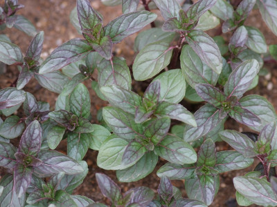 쵸코민트 사진 - Mentha x piperita piperita Photos