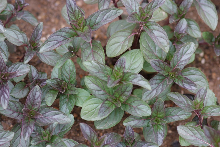 쵸코민트 - Chocomint, Mentha x piperita piperita