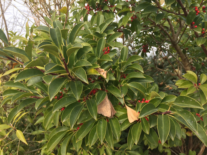 먼나무 - Ilex rotunda Thunb.