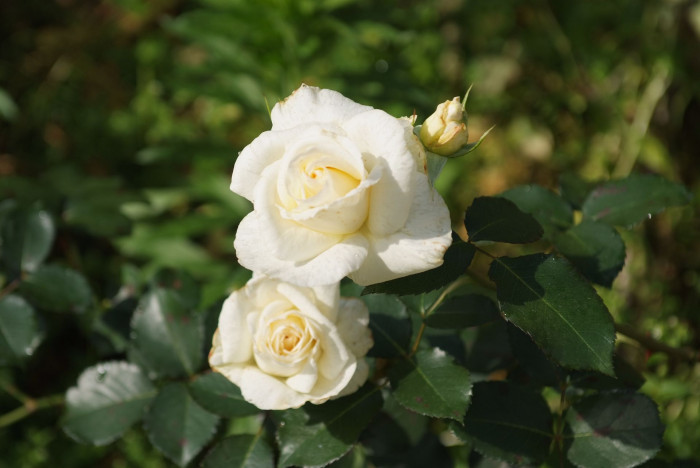 장미 - Rose, Rosa hybrida