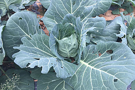 양배추 - Brassica oleracea var. capitata L.