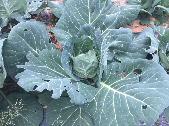 양배추 - Brassica oleracea var. capitata L.