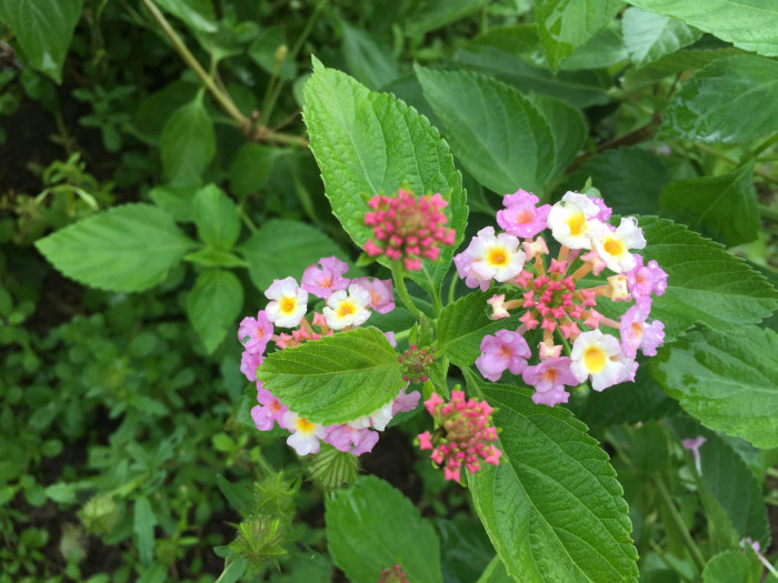 란타나 - Spanish Flag, West Indian Lantana, Lantana camara