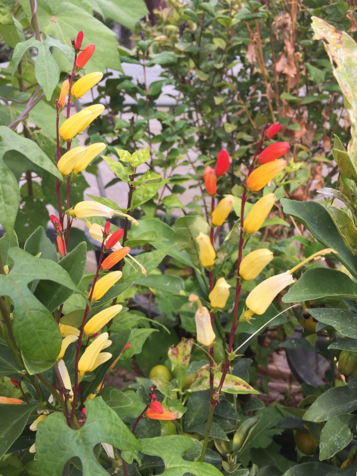 폭죽덩굴 - Firecracker Vine, Spanish Flag, Ipomoea lobata (Cerv.) Thell.
