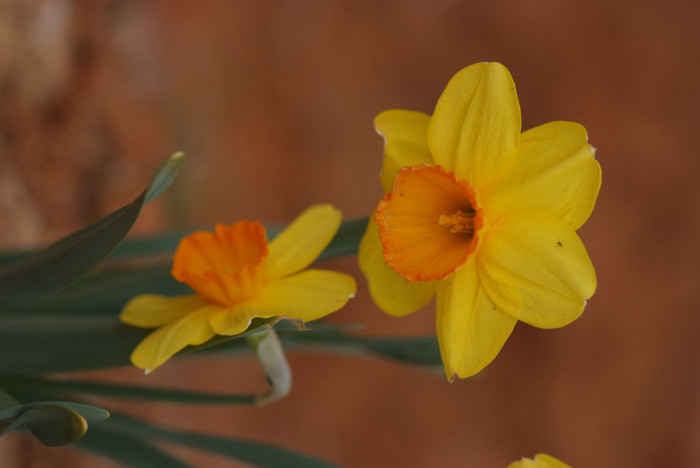수선화 - daffodil, Narcissus tazetta var. chinensis