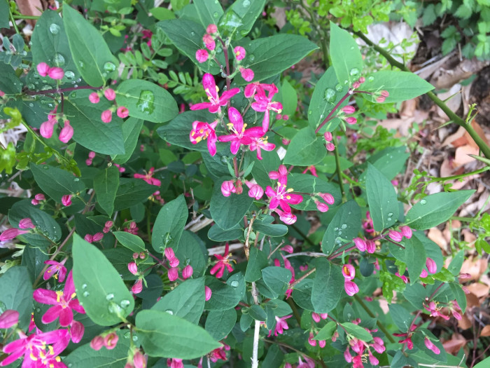 홍괴불나무 - Lonicera sachalinensis (F.Schmidt) Nakai