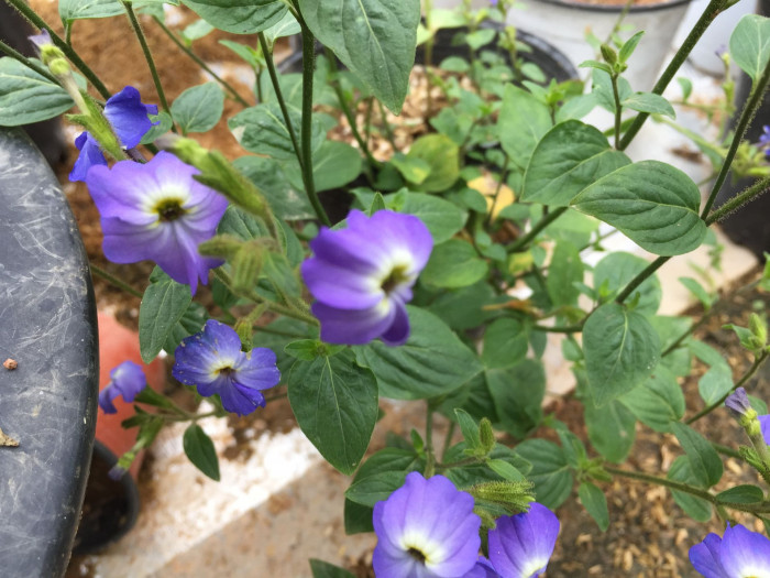 브로왈리아 - Amethyst Flower, Browallia spp.