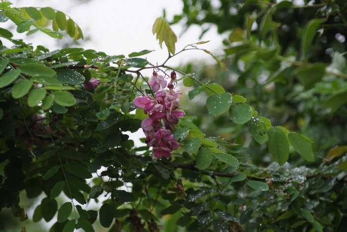 꽃아까시나무 - Rose Acacia, Robinia hispida L.