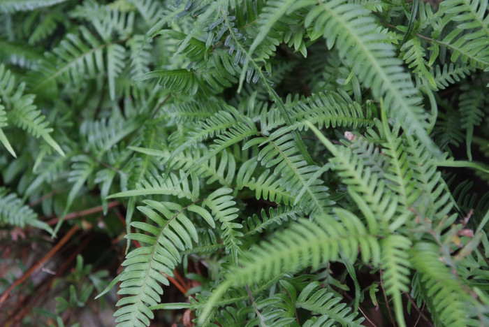 큰반쪽고사리 - Pteris semipinnata L.