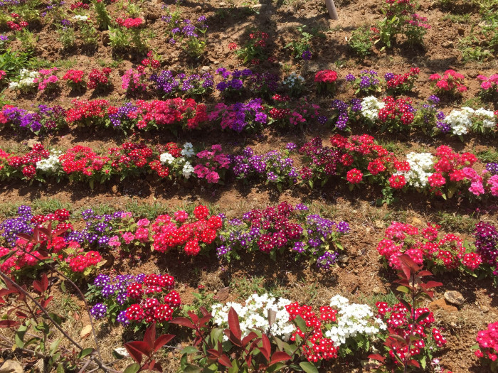 버베나 - Verbena, Garden verbena, Verbena hybrida
