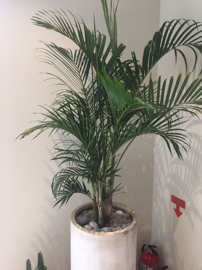 대나무야자 - Reed palm, Bamboo palm, Chamaedorea seifrizii Burret
