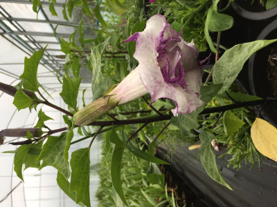 독말풀 사진 - Datura stramonium Photos