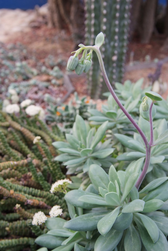 칠석정 - Senecio fulgens