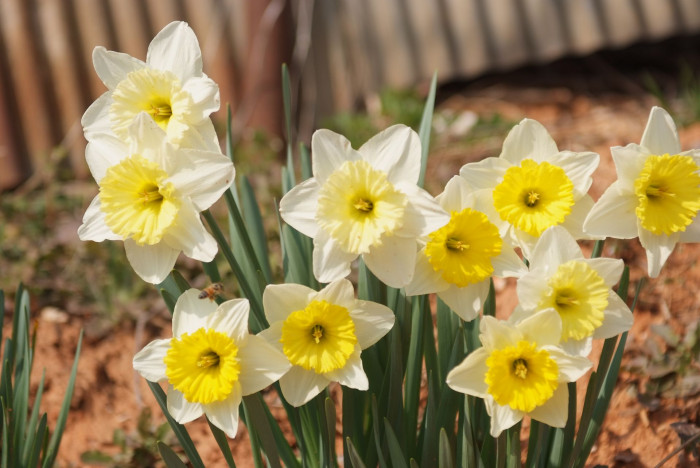 수선화 - daffodil, Narcissus tazetta var. chinensis