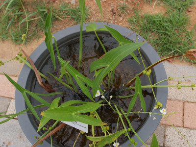 벗풀 사진 - Sagittaria sagittifola subsp. leucopetala (Mig.) Hartog Photos