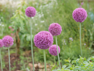 알리움 사진 - Allium  spp Photos