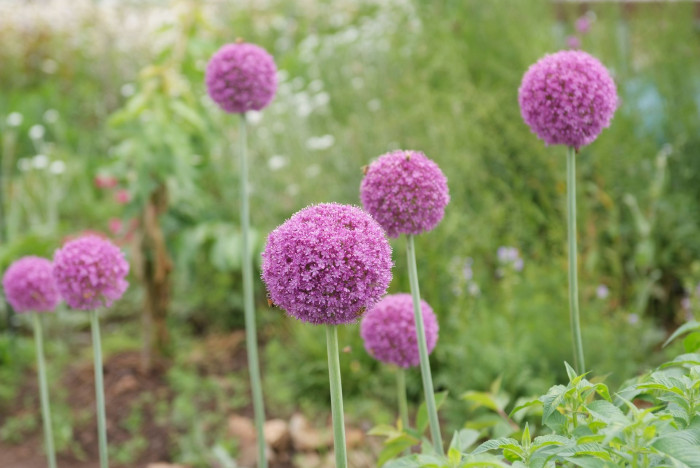 알리움 - Allium  spp