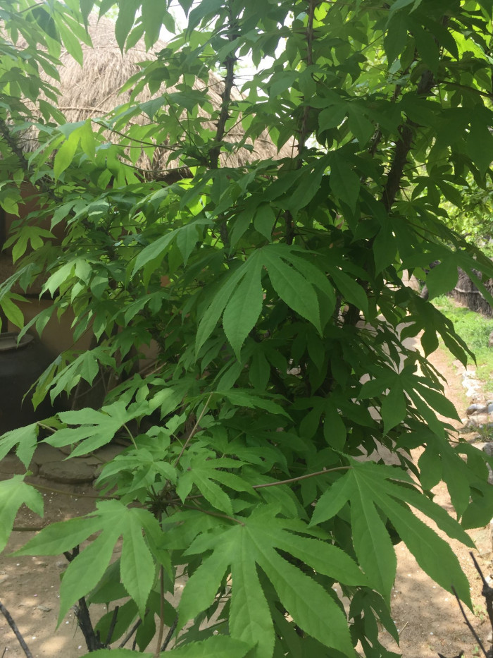 음나무 - Kalopanax septemlobus (Thunb. ex Murray) Koidz.