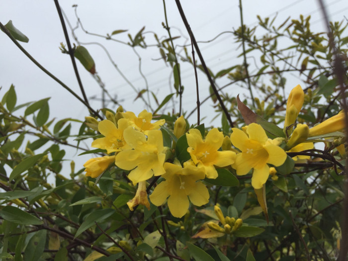 개나리자스민 - Carolina jasmine, Gelsemium sempervirens (L.) J.St.-Hil