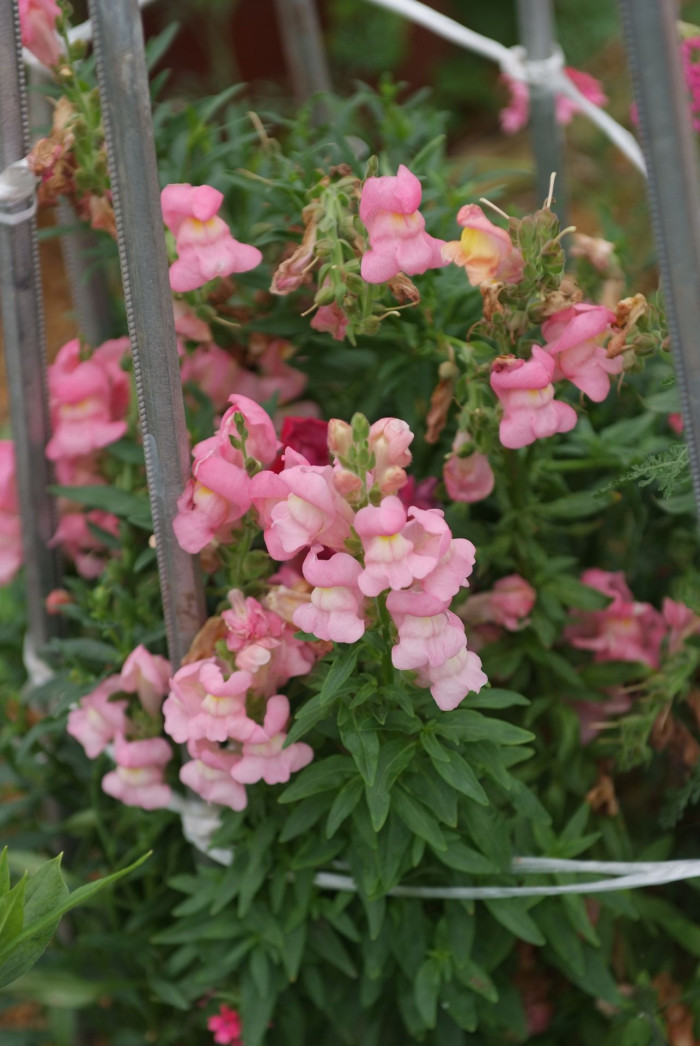 금어초 - snapdragon, Antirrhinum majus