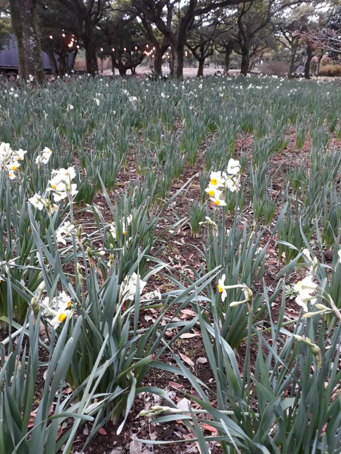 수선화 - daffodil, Narcissus tazetta var. chinensis