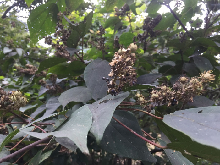 예덕나무 - Mallotus japonicus (Thunb.) Muell. Arg.