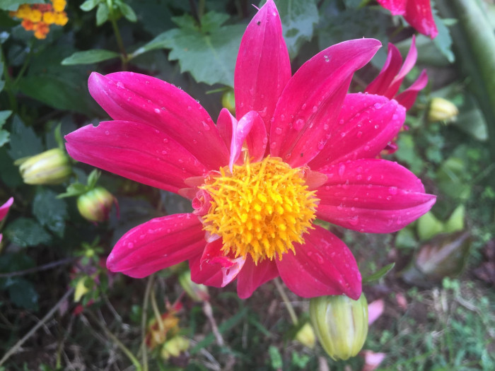 다알리아 - YELLOw BAIRD, Dahlia pinnata Cav.