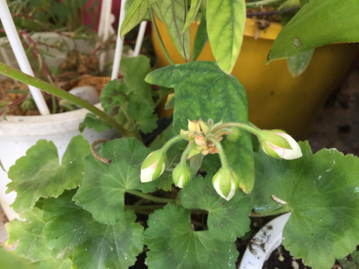 제라늄 - Geranium, Pelargonium inquinans