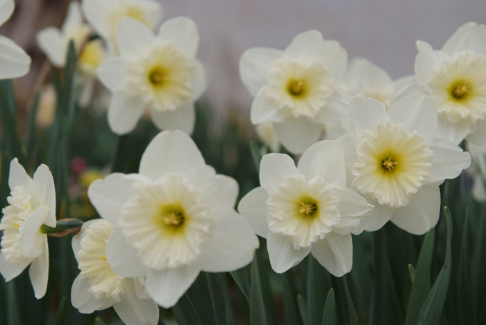수선화 - daffodil, Narcissus tazetta var. chinensis