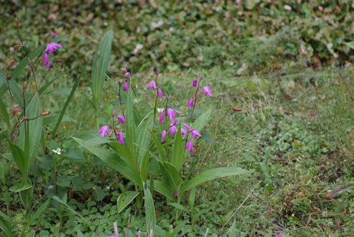 자란 - Bletilla striata (Thunb. ex Murray) Rchb.f.