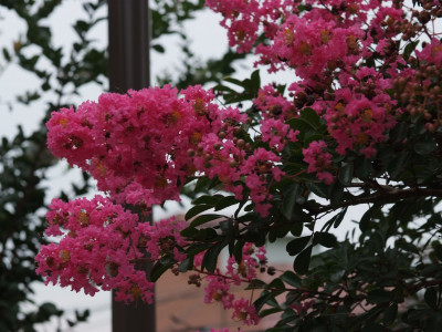 배롱나무 사진 - Lagerstroemia indica Photos