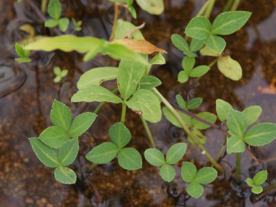 조름나물 사진 - Menyanthes trifoliata L. Photos