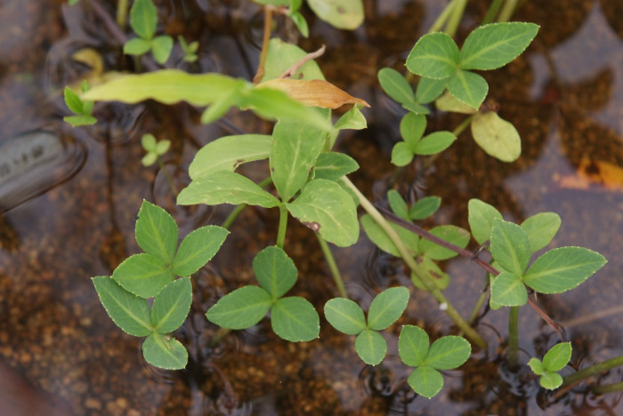 조름나물 - Menyanthes trifoliata L.