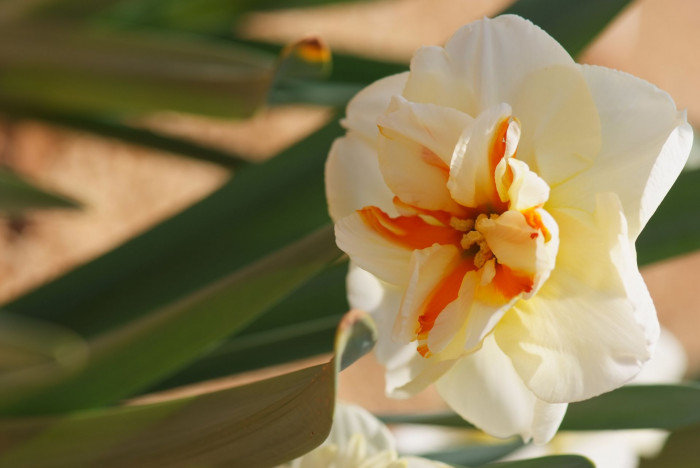 수선화 - daffodil, Narcissus tazetta var. chinensis
