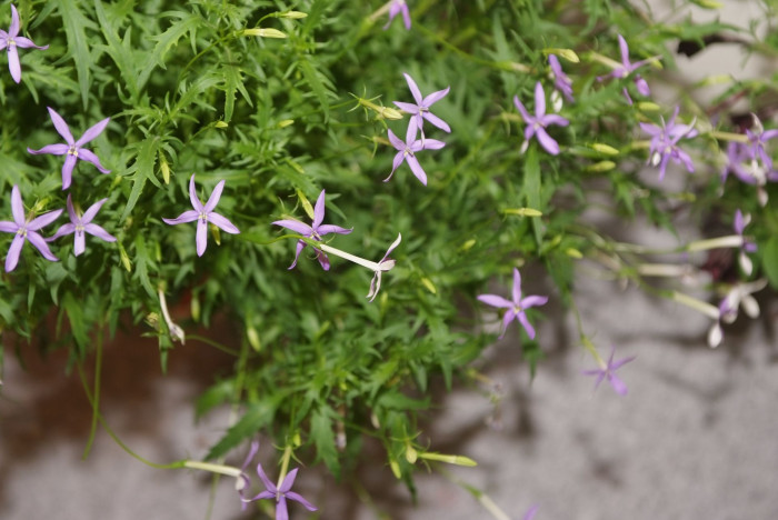 별꽃도라지 - Blue Star Creeper, Isotoma, Laurenti, Isotoma axillaris