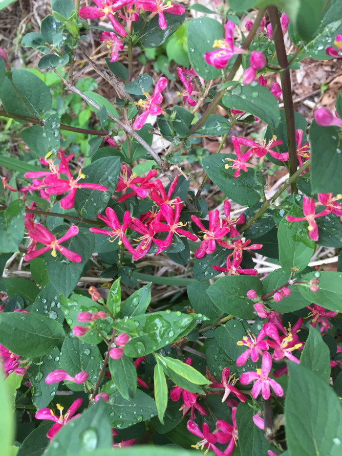 홍괴불나무 - Lonicera sachalinensis (F.Schmidt) Nakai