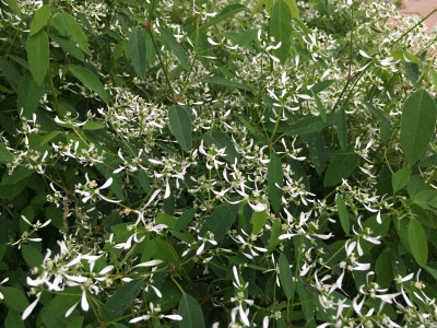 유포르비아 하이퍼리시폴리아 사진 - Euphorbia hypericifolia Photos