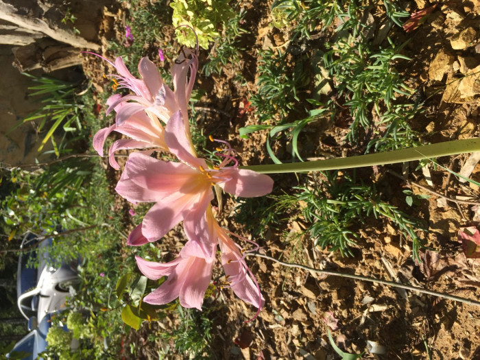 상사화 - Lycoris squamigera Max. 