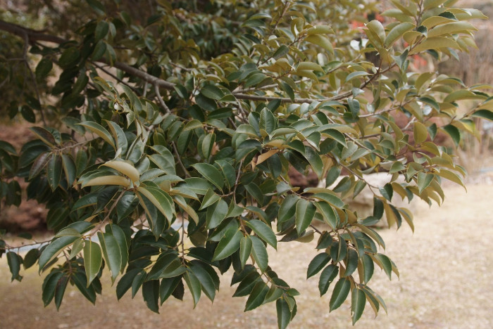 구실잣밤나무 - Castanopsis sieboldii (Makino) Hatus.